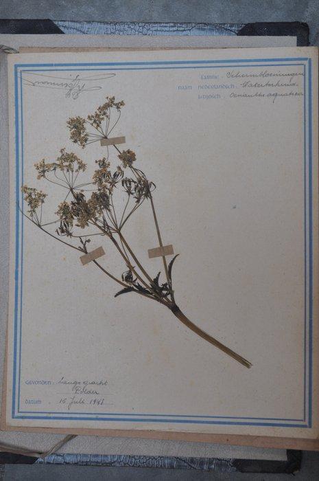 Herman Duyver - Oud Herbarium - 1939-1946, Antiek en Kunst, Antiek | Boeken en Bijbels