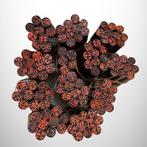 Partij van 115 vintage Japanse hanko-stempels – zwarte