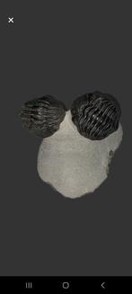 Trilobiet - Gefossiliseerd dier (Zonder Minimumprijs)