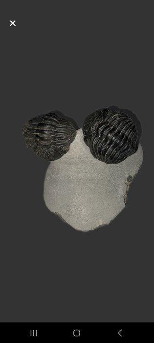 Trilobiet - Gefossiliseerd dier (Zonder Minimumprijs), Verzamelen, Mineralen en Fossielen