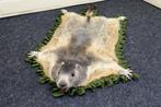 Alpine Marmot - full body flat skin Bot - Marmota marmota -, Nieuw