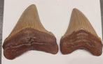 Haai - Fossiele tand - Carcharocles chubutensis - 6.3 cm -