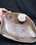 Fossiele kom, 3D-beeldhouwwerk uit steen met ammonieten en, Verzamelen, Mineralen en Fossielen