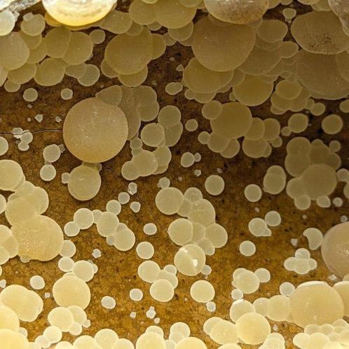 Enorme GEODE van GELE SFERISCHE CALCITE op DONKER BASALT, Verzamelen, Mineralen en Fossielen