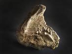 Fossiel van het been van de Psittacosaurus-dinosaurus. -, Verzamelen, Mineralen en Fossielen