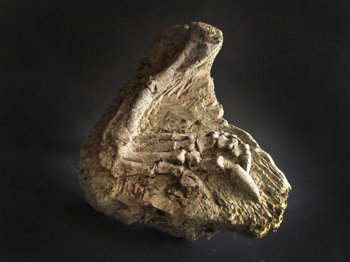Fossiel van het been van de Psittacosaurus-dinosaurus. -, Verzamelen, Mineralen en Fossielen