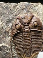 Trilobiet - Fossiel rugschild - Coronocephalus ovatus