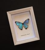 Vlinder Taxidermie volledige montage - Morpho portis - 22,5, Nieuw