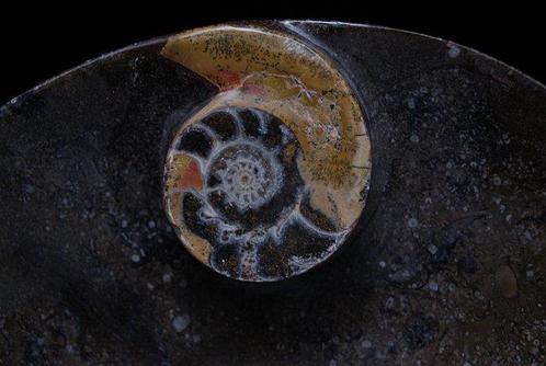 Bord met centrale ammoniet - Een unieke handgemaakte creatie, Verzamelen, Mineralen en Fossielen