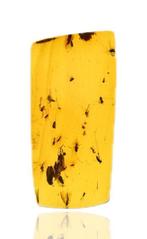 Birmese barnsteen - Fossiele cabochon - Large swarm of