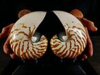 Nautilus in doorsnede Taxidermie volledige montage -