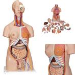 Anatomie model torso met organen, 24-delig, 87 cm, Nieuw, Verzenden