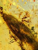 Amber - Barnsteen - Lizard skull in amber - 30.4 mm - 18.6