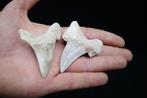 Tiburón Sokolovi heel scherp voorvader Megalodon van grote