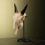 Geit Schedel Taxidermie Opgezette Dieren By Max, Ophalen of Verzenden, Nieuw, Wild dier, Opgezet dier