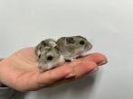 Jonge lieve Chinese dwerghamsters te koop!, Dieren en Toebehoren, Knaagdieren, Meerdere dieren, Hamster, Tam