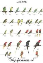 Vogelposter Lories gelamineerd - Vogelposters    -, Dieren en Toebehoren, Verzenden, Nieuw