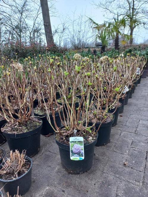 Hydrangea Bouquet rose Boeren hortensia, Tuin en Terras, Planten | Struiken en Hagen, Ophalen