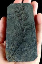 Fossiele plant met uitzonderlijke preservatie!! -, Verzamelen, Mineralen en Fossielen
