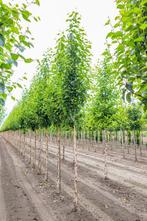 Betula utilis Fascination hoogstam 12/14