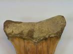 Megalodon - Fossiele tand - 9.5 cm