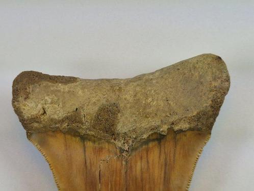 Megalodon - Fossiele tand - 9.5 cm, Verzamelen, Mineralen en Fossielen