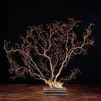 Zeevenkel - Zwarte gorgoniën - Taxidermie volledige montage, Nieuw