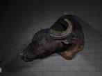 Water Buffalo Shoulder Mount - Taxidermie wandmontage -, Nieuw
