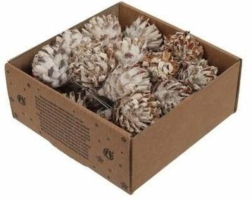 Leucodendron Plumosum op draad White wash doos 25 stuks beschikbaar voor biedingen