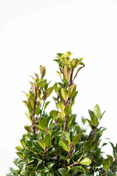 Hulst Ilex meserveae Heckenpracht Haag 175-200 Kluit, Tuin en Terras, Planten | Struiken en Hagen