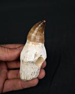 Mosasaurus - Fossiele tand - Mosasaurus Prognotodon (Zonder, Verzamelen, Mineralen en Fossielen