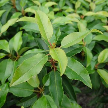 Prunus lusitanica angustifolia (groen, Prunus Laurierkers) beschikbaar voor biedingen