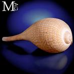 Elegant en gracieus - Prachtige mariene schelp - Ficus