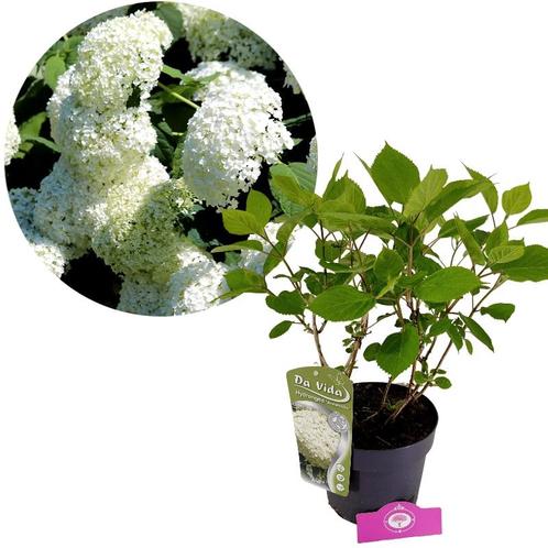 Hydrangea arborescens Annabelle + pot 19cm, Tuin en Terras, Planten | Tuinplanten, Verzenden