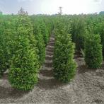 Taxus Baccata 200-225 cm