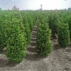 Venijnboom Taxus baccata Haag 200-225 Kluit