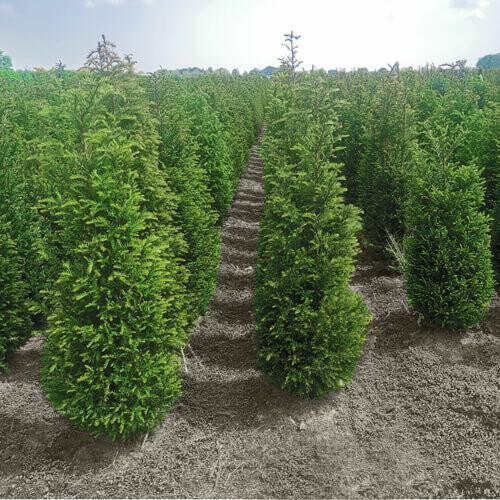 Taxus Baccata 200-225 cm, Tuin en Terras, Planten | Struiken en Hagen