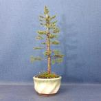 Spar bonsai (Picea) - Hoogte (boom): 44 cm - Diepte (boom):