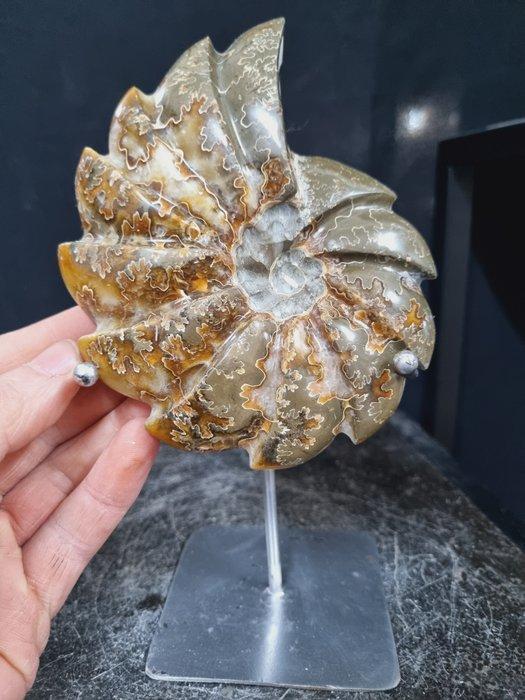Ammonite - Cleoniceras on steel stand - Hoogte: 220 mm -, Verzamelen, Mineralen en Fossielen