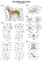 Anatomie poster skelet hond (kunststof-folie, 70x100 cm), Nieuw