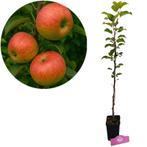 Malus domestica Fuji appelboom, Verzenden, Volle zon