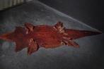 Nile Crocodile Skin Taxidermie volledige montage -, Nieuw