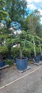 Cedrus Deodara Pendula treurceder Groen, Tuin en Terras, Planten | Bomen, Ophalen