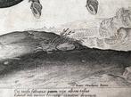 Jan Van Der Straet (1523-1605) - Hispanus