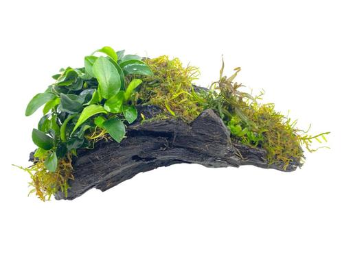 AQUAlook Driftwood met 5 planten | Extra Large Waterplant, Dieren en Toebehoren, Vissen | Aquaria en Toebehoren, Ophalen of Verzenden