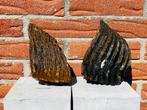 Wolharige mammoet - Fossiele kies - Mammuthus primigenius -, Verzamelen, Mineralen en Fossielen