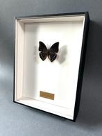 Vlinder Taxidermie volledige montage - Charaxes zelica - 26, Verzamelen, Dierenverzamelingen, Nieuw