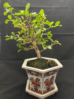 Fukien theeboom bonsai (Carmona retusa) - Hoogte (boom): 20, Antiek en Kunst