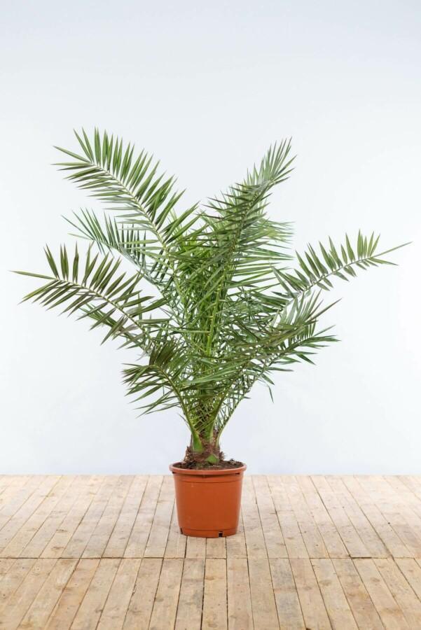 Canarische Dadelpalm / Phoenix Canariensis struik 125-150 cm, Tuin en Terras, Planten | Tuinplanten