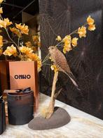 Valk Taxidermie volledige montage - Falco Naumanni - 45 cm -, Nieuw